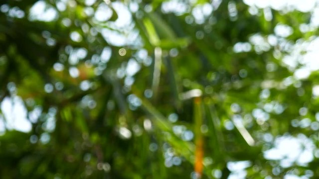 Out of focus. Green leaves abstract nature background and wallpaper
