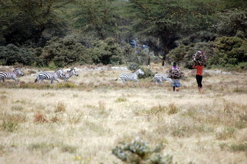 Two Women Carrying Wood in Kenya