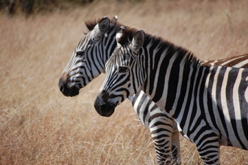 Zebra in Africa