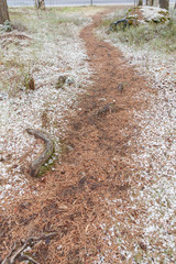 Fresh snow in forest path
