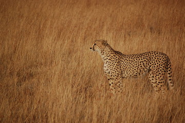 Cheetahs in Kenya