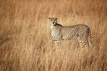Cheetahs in Kenya