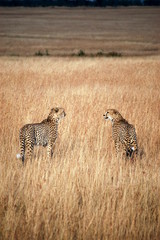 Cheetahs in Kenya