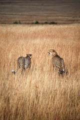 Cheetahs in Kenya