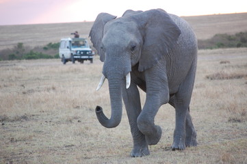 Fototapeta na wymiar an elephant on safari