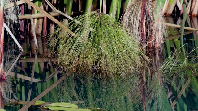 Close up of bushy reed reflected in the water with water lillies floating in a still pond.