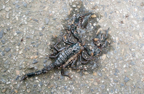 Asian giant forest scorpion die