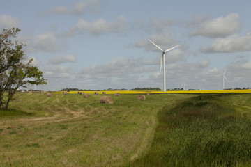 Fototapeta na wymiar Wind turbines in a mustard filed in Moosomin, Saskatchewan, Canada.