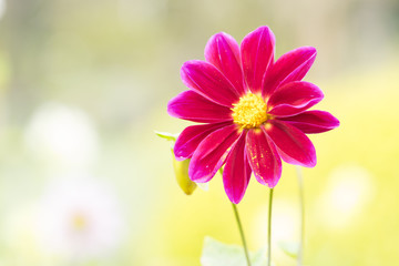 Beautiful pink Zinnia flower in garden.