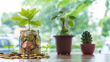 Gold coins and seed in clear bottle with Cactus in pot on the wooden table over the photo blurred background, Business investment growth concept