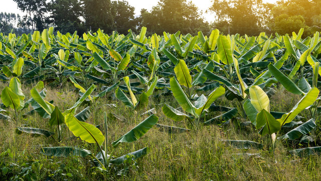 Banana planting early in the morning.