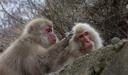 Grooming ritual of a snow monkey picking insects for another Japanese macaque's fur.
