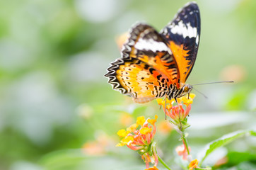 Beautiful butterfly is pollinating on flowers