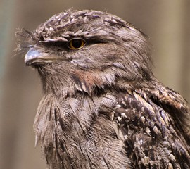 Tawny Frogmouth (Podargus strigoides), a bird native to Australia and Tasmania.