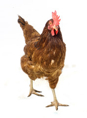 brown hen isolated on white,Chicken walking