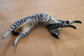 伸びきる猫