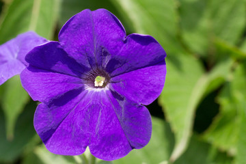 Beautiful purple Petunias (Petunia hybrida) in garden