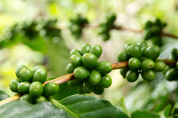 Coffee beans