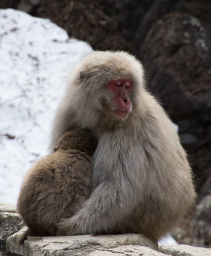 Sleepy snow monkey mom and her baby. These Japanese macaques are seated on a rock ledge in front snow.