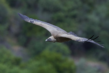 Griffon vulture (Gyps fulvus)