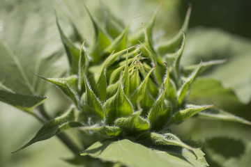 Obraz premium Sunflower bloom