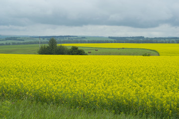 Fototapeta premium Yellow flowers cultivated on the hills and hay