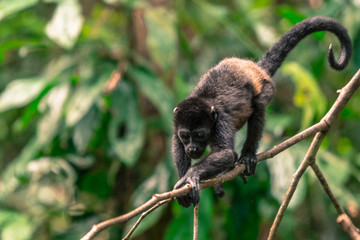 Kletterner Brüllaffe in Costa Rica