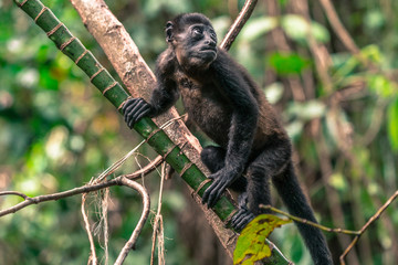 Brüllaffen Jungtier auf einem Bambus Ast 