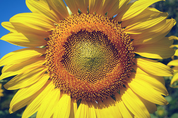 Naklejka premium beautiful flower, sunflower blooming in garden