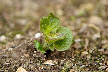 A Potato Plant sprouting in the Garden