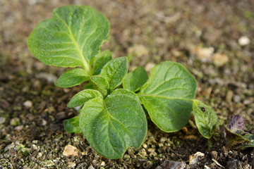 New Potato Plant