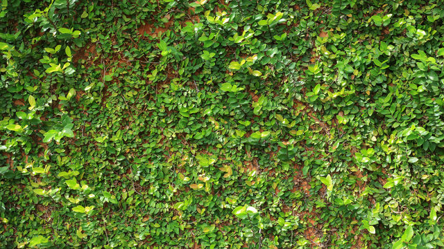 green leaf ivy vine nature wall texture background