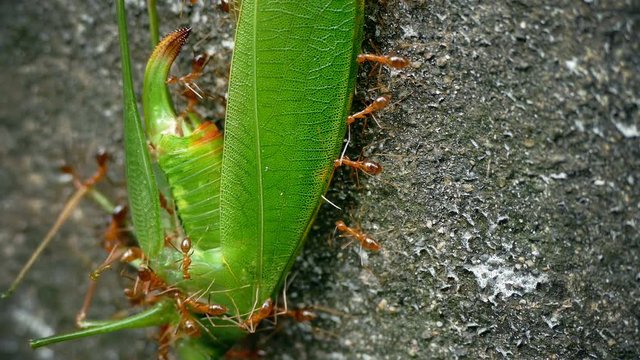 4K footage of Red ant carrying food to nest 