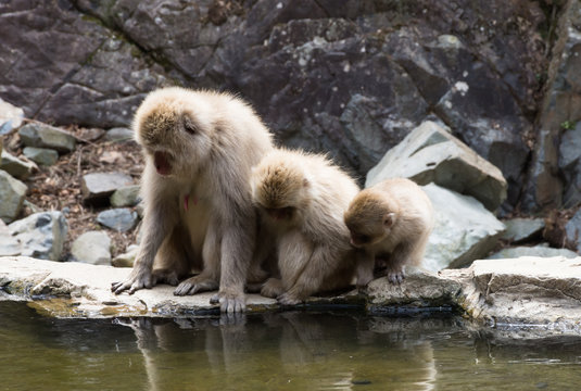 Three Snow Monkeys or Japanese macaques peering into water of a hot spring.