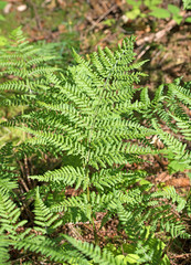 Wald-Frauenfarn, Athyrium filix-femina