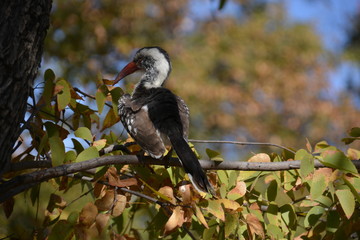 Red billed hornbill, Okavango Delta UNESCO World Heritage Site, Moremi Game Reserve, Botswana, Africa