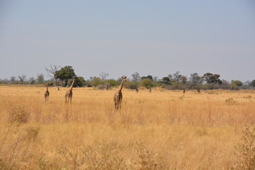 Fototapeta na wymiar Giraffe family is crossing the bush, Okavango Delta UNESCO World Heritage Site, Moremi Game Reserve, Botswana, Africa
