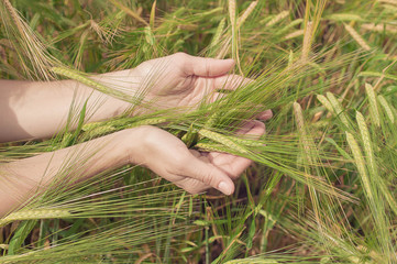 Female hands touching wheat. Wheat on hands.  Agriculture background. Soft vintage toning. Selective focus