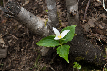 Trillium on forest floor