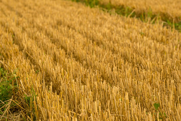 A crop field after harvest in sunshine