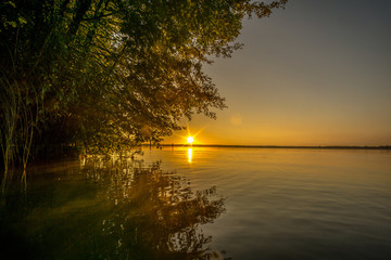 Tree on a lake at sunrise