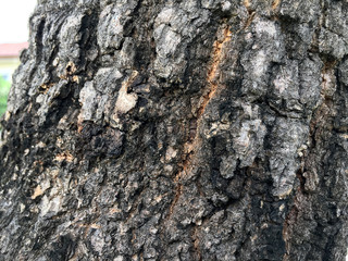 Old natural wooden shabby, Tree bark background / texture.