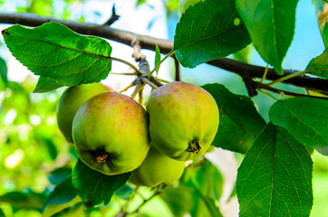 Apples on a branch of apple tree