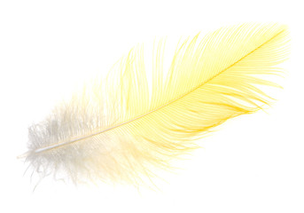 Fototapeta premium Yellow feather on a white background