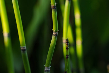 Fototapeta premium Wild Green Bamboo