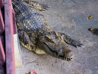 Crocodile sleep open mouth The food is chicken in the zoo.