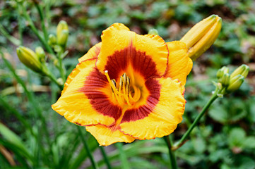 Yellow daylily (Hemerocallis)