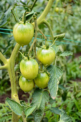 Unripe green tomato