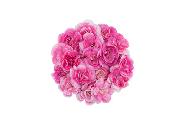 Circle pink carnation flowers on white background