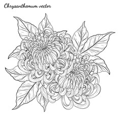 Chrysanthemum vector on white background.Chrysanthemum flower by hand drawing.Floral tattoo highly detailed in line art style.